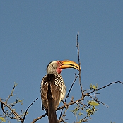 "Souther Yellow-billed Hornbill" Kruger National Park, South Africa